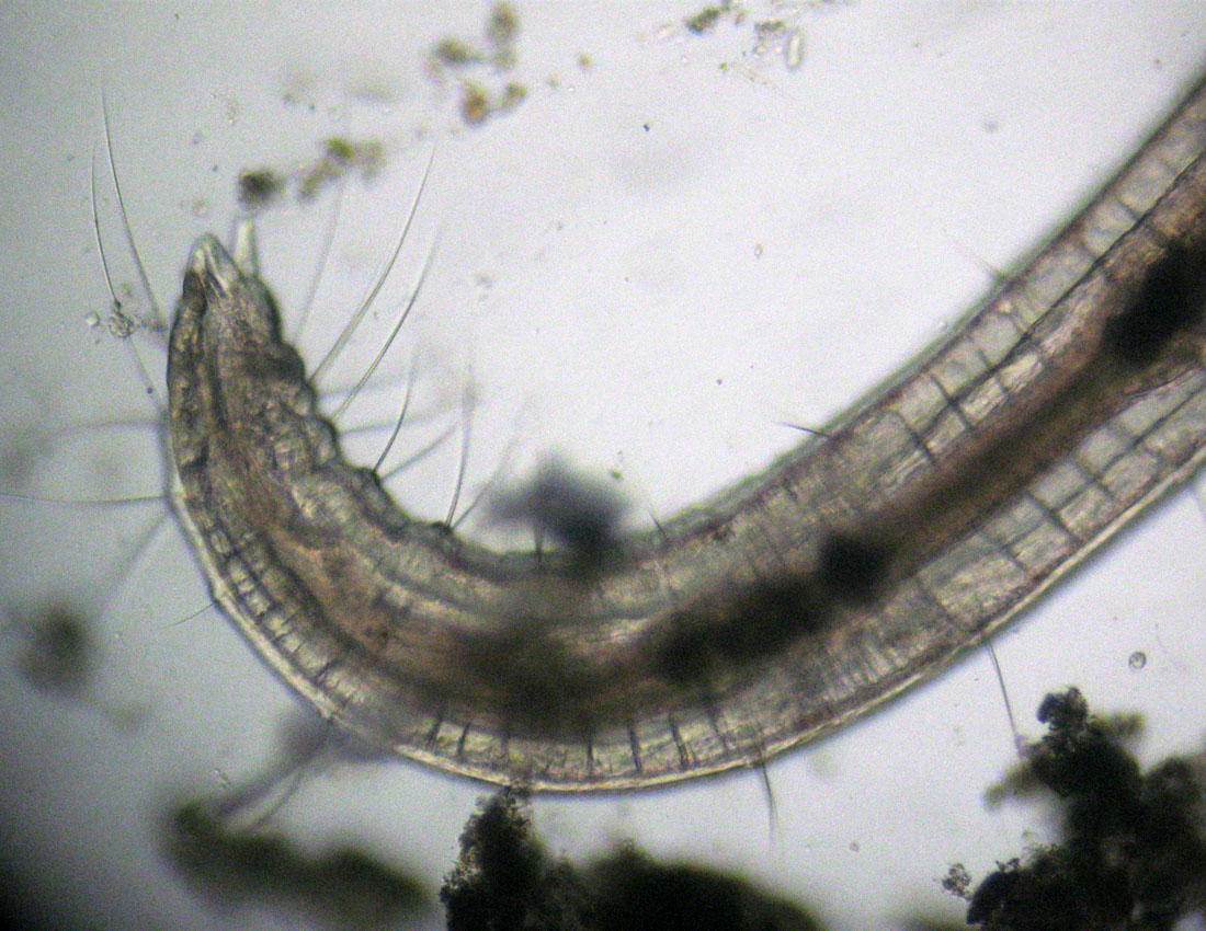 Anellidi policheti quasi microscopici